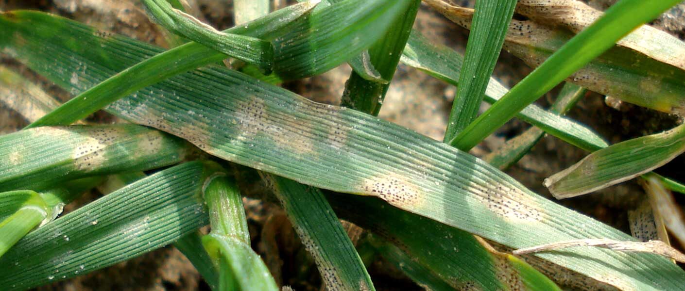 Zwalcz mączniaka prawdziwego zbóż i traw oraz inne choroby zbóż już jesienią!