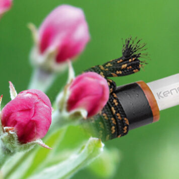 Zwalczanie mączniaka jabłoni