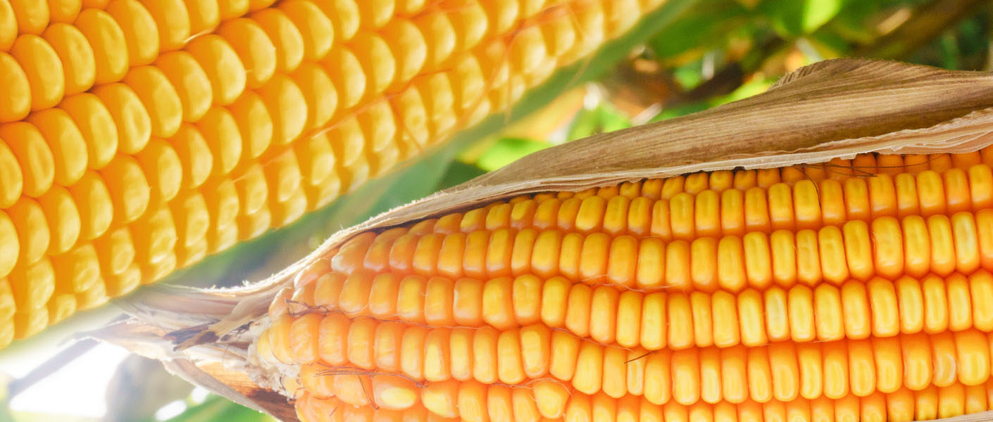 Nasiona kukurydzy – dobór odmiany i ochrona kluczem do sukcesu
