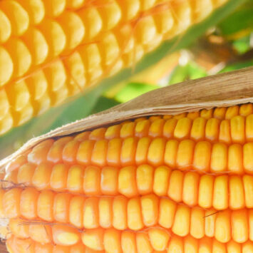Nasiona kukurydzy – dobór odmiany i ochrona kluczem do sukcesu