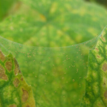 przędziorek na ogórku