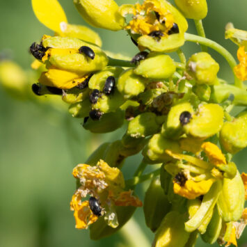 słodyszek rzepakowy