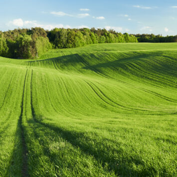 zwalczanie chwastów w zbożach