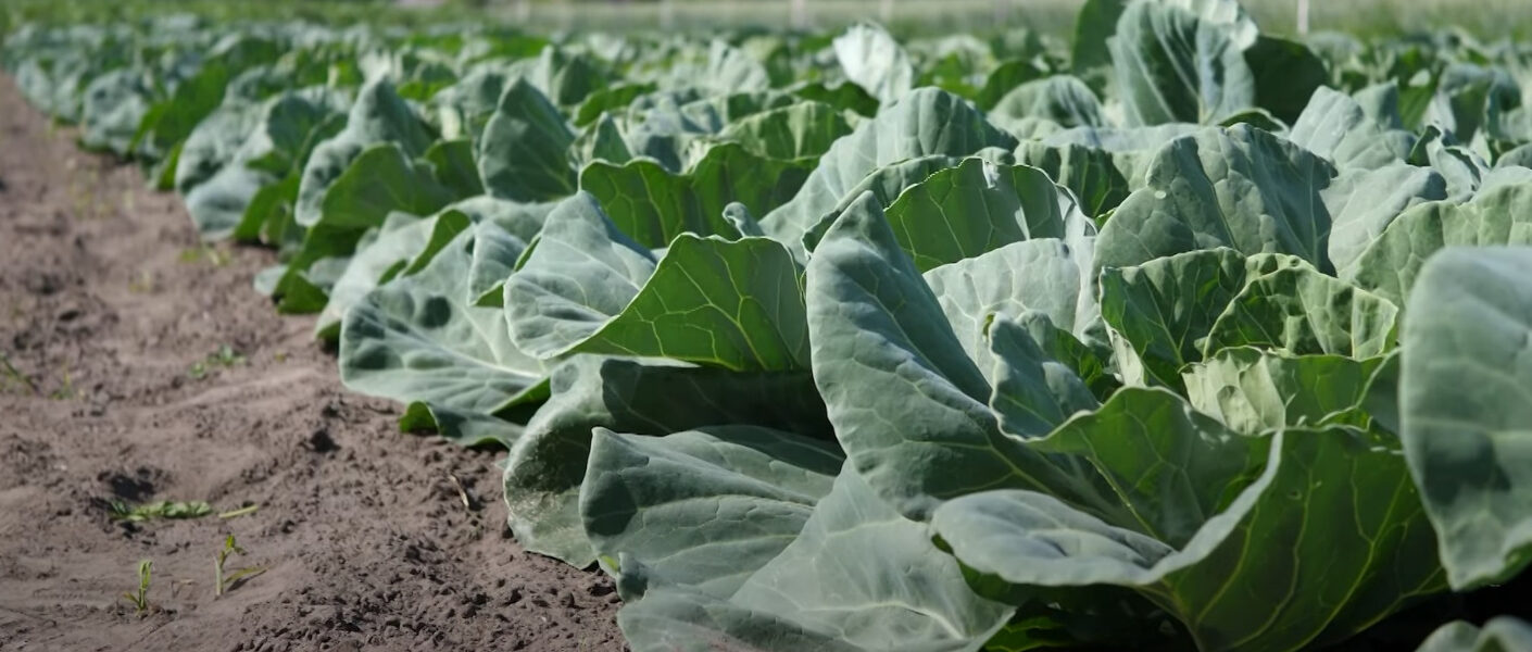 Warzywa kapustne – rarytas dla wielu szkodników