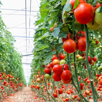 uprawa pomidorów pod osłonami