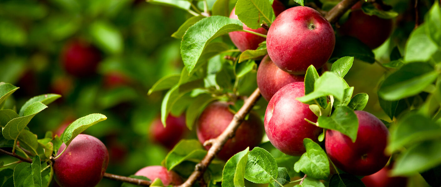 Zadbaj o wysokość i jakość plonu jabłek