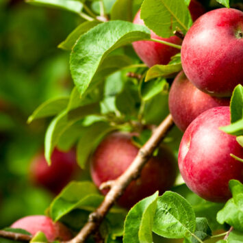 jakość plonu jabłek
