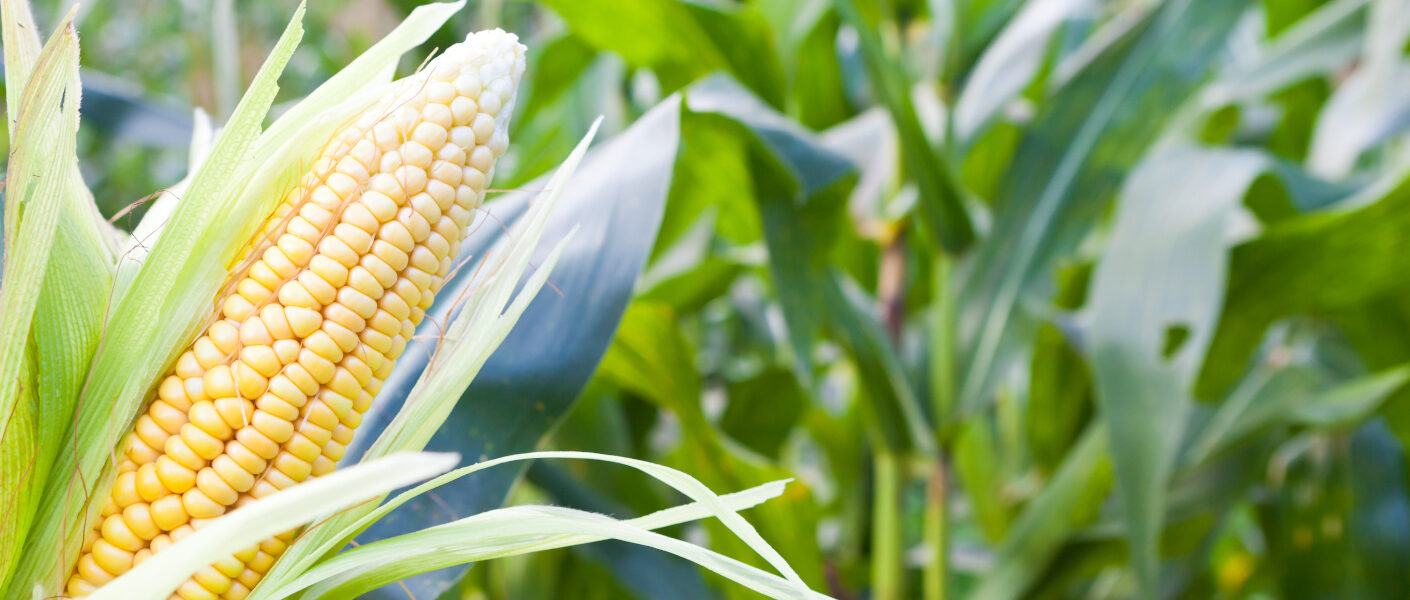 Rozszerzenie rejestracji insektycydu Inazuma 130 WG – teraz możliwe zwalczanie groźnych szkodników w kukurydzy