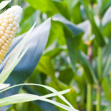 zwalczanie groźnych szkodników kukurydzy
