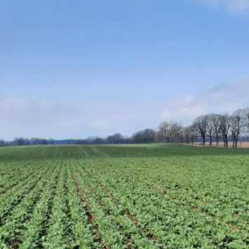Objawy suchej zgnilizny kapustnych na rzepaku w województwie warmińsko-mazurskim