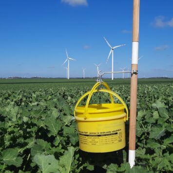 Naloty chowacza i słodyszka rzepakowego w zachodniej Polsce