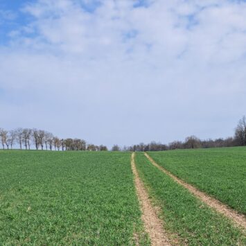 Wiosenna ochrona pszenicy w województwie warmińsko-mazurskim