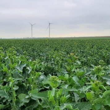 Naloty szkodników rzepaku w woj. kujawsko-pomorskim
