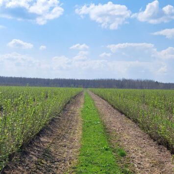 ochrona porzeczki przed szkodnikami