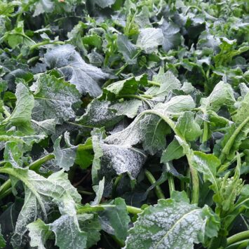 szkodniki rzepaku ozimego