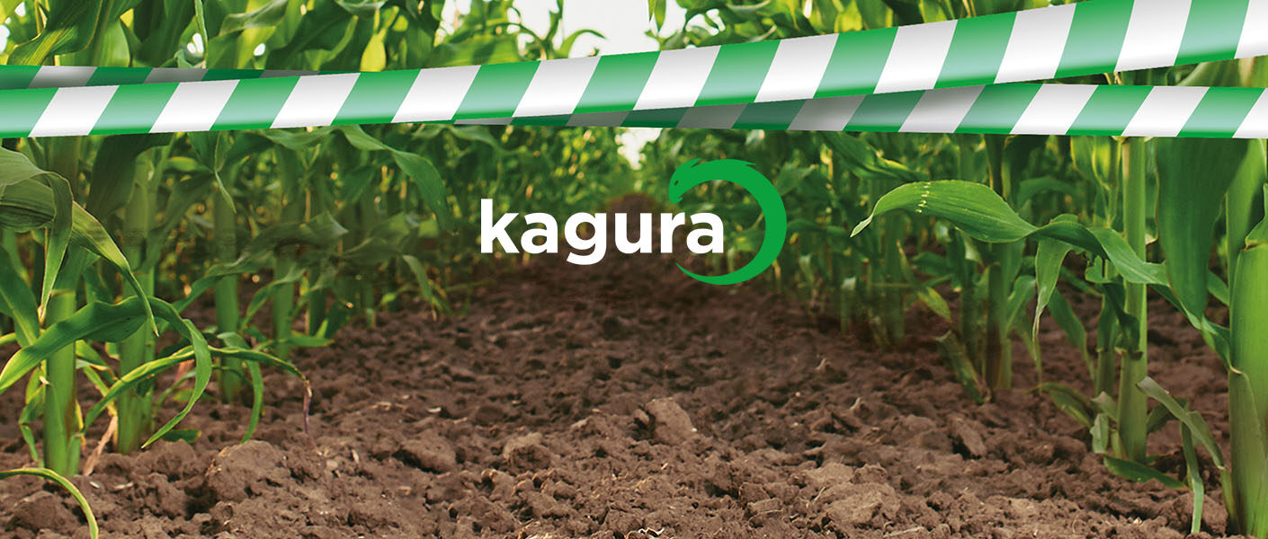 Kagura – nowość w ochronie kukurydzy przed chwastami!