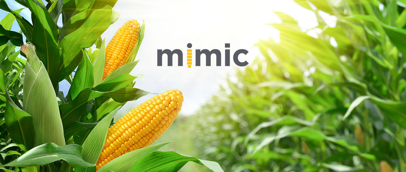 Mimic – nowy sposób na omacnicę prosowiankę w kukurydzy!