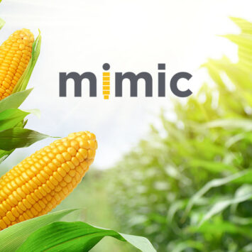 Mimic – nowy sposób na omacnicę prosowiankę w kukurydzy!