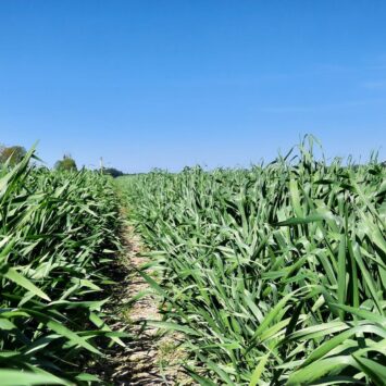 Pszenica samopsza i owies – zabiegi wiosenne