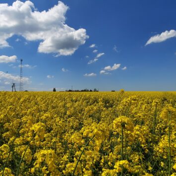 Nalot pryszczarka kapustnika na Dolnym Śląsku