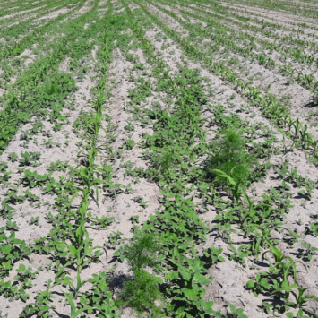 Odchwaszczanie kukurydzy w Wielkopolsce