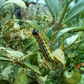 zwalczanie ćmy bukszpanowej