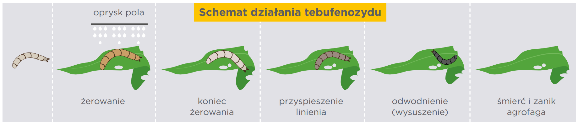 działanie Mimic