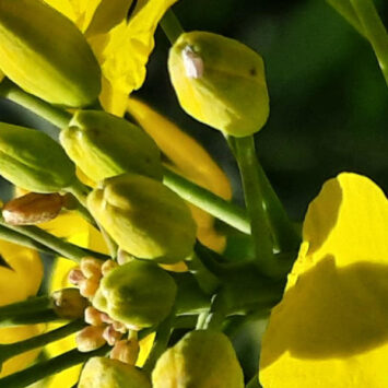 nalot chowacza podobnika