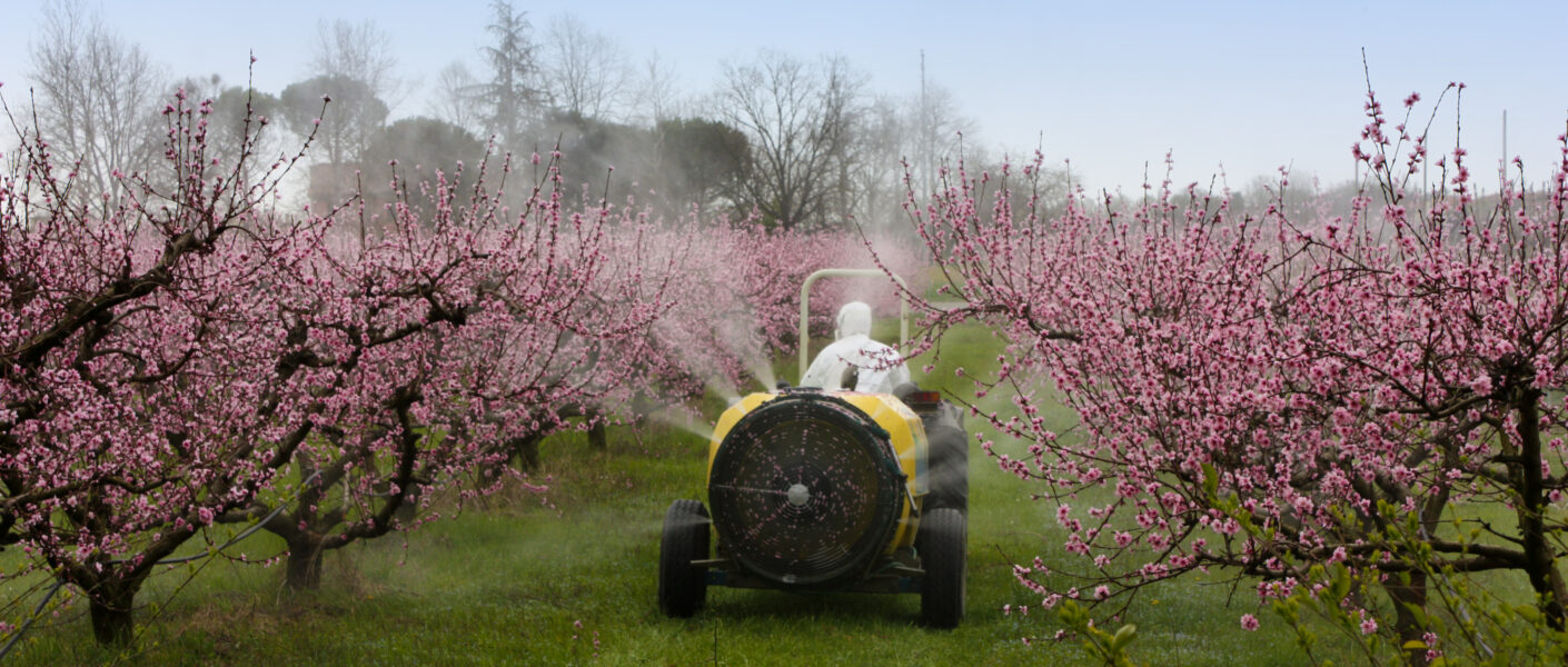 agricultural work, cask tractor sprays a chemical treatment in the orchard of peach with pink flowers
