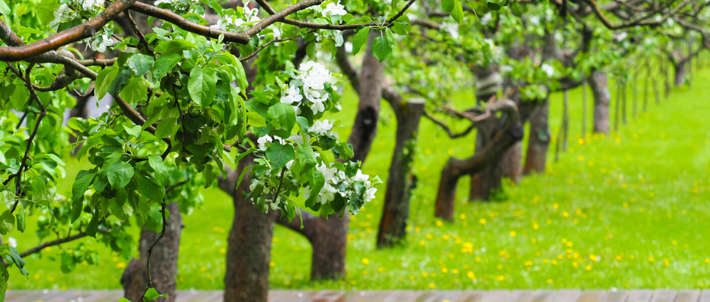 Landscaped blooming apple orchard in spring after rain