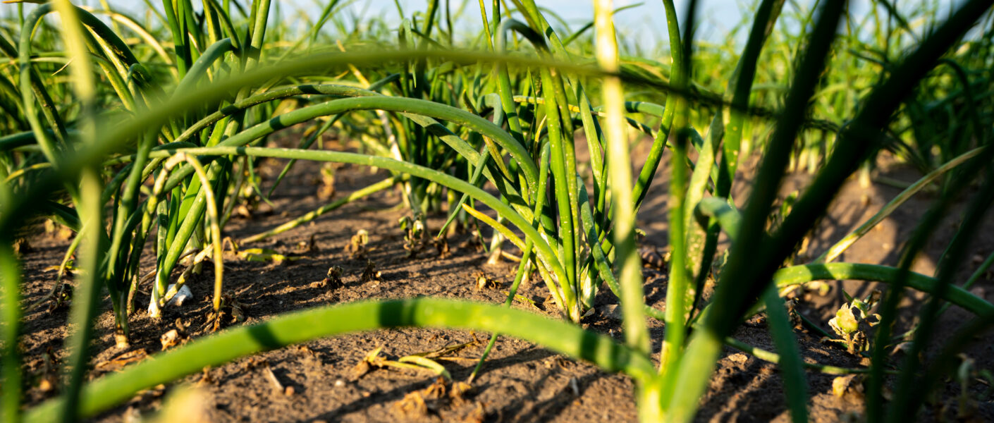 Temperatura a skuteczność zwalczania szkodników warzyw