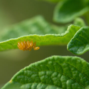 Insektycyd na stonkę – jak oceniać skuteczność zabiegu?