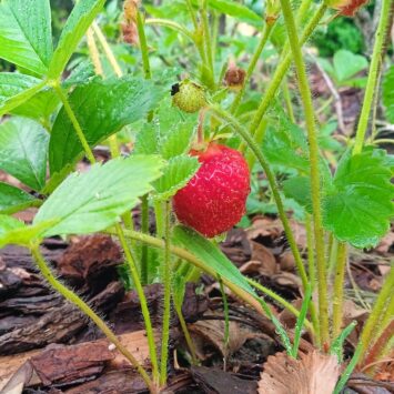 Deszcz po zabiegu insektycydowym – co robić ?