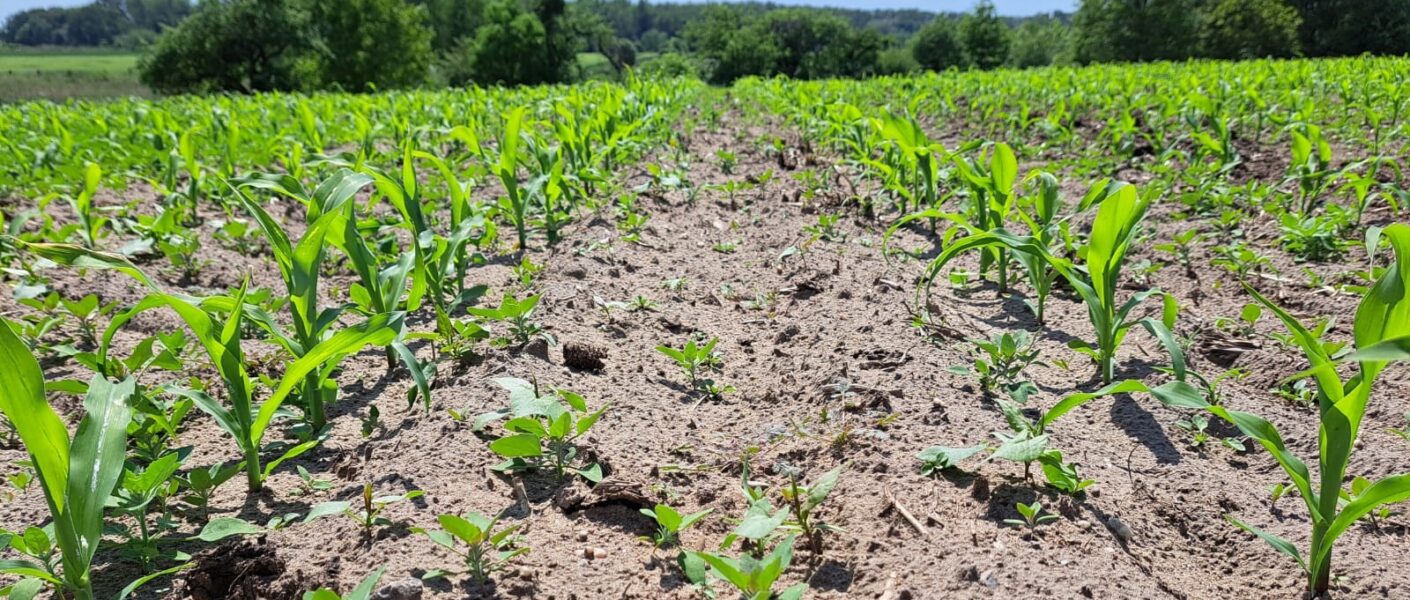 Zachwaszczenie kukurydzy – czym zwalczać po wschodach?