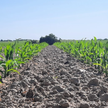 Zabieg herbicydowy w kukurydzy – nie ma na co czekać