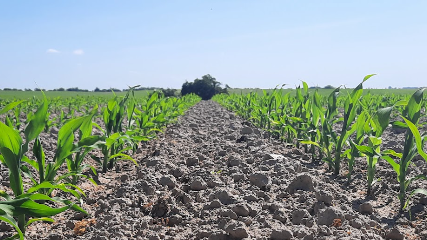 Zabieg herbicydowy w kukurydzy – nie ma na co czekać