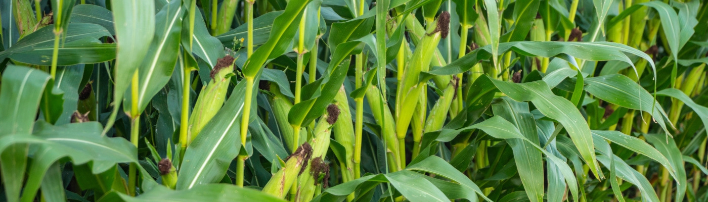 Encera w uprawie kukurydzy