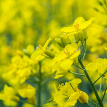 insektycyd na rzepak