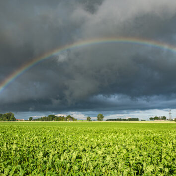 ochrona ziemniaka przed szkodnikami
