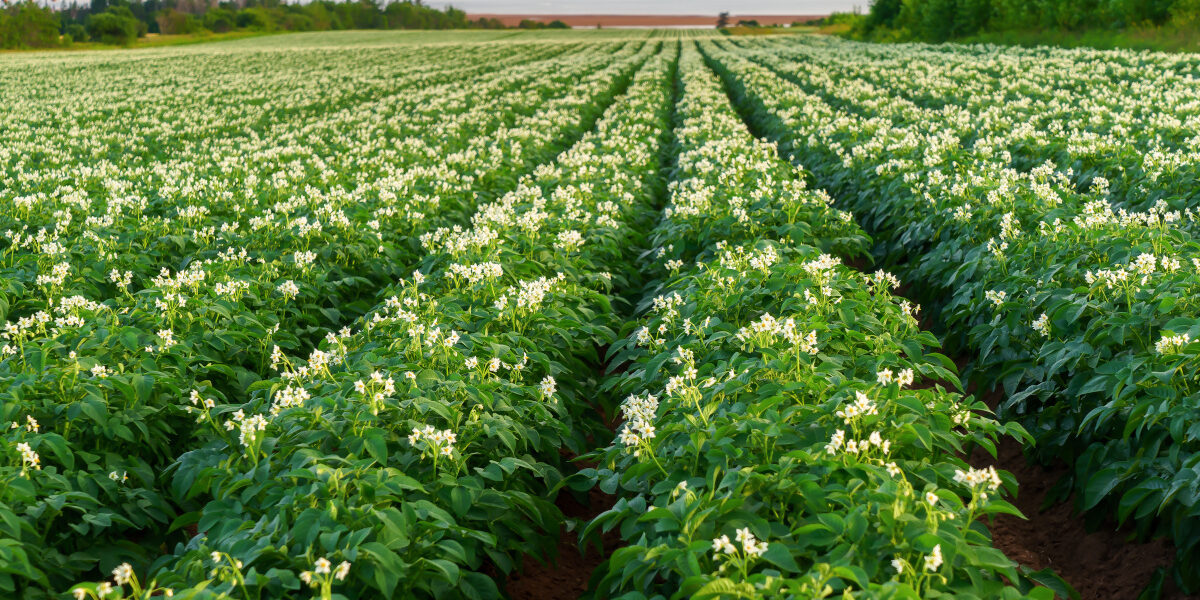 Rows of potato plants in a Prince Edward Island field with the Confederation Bridge in the distance.
