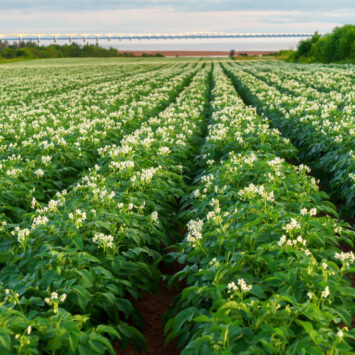 oprysk na stonkę ziemniaczaną