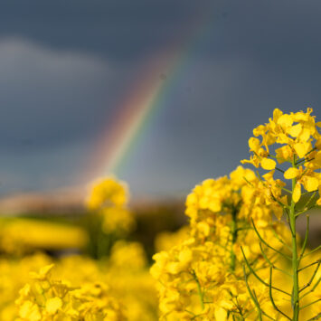 oprysk na szkodniki rzepaku