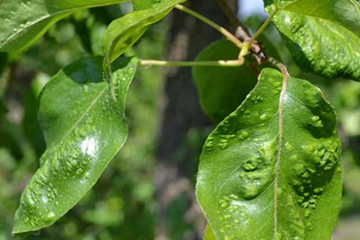 podskórnik gruszowy