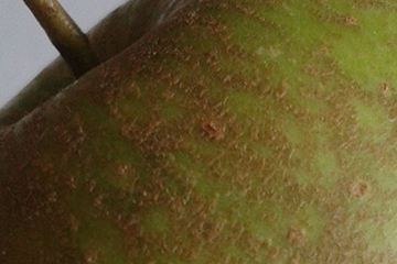 pordzewiacz jabłoniowy