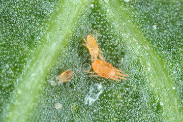 przędziorek chmieloweic