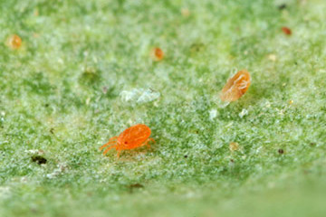 przędziorek chmielowiec