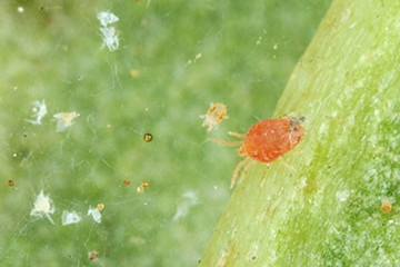 przędziorek chmielowiec