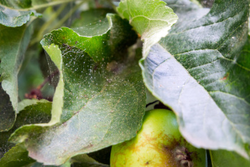 przędziorek chmielowiec