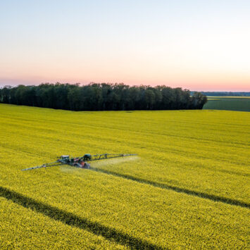 zwalczanie szkodników rzepaku