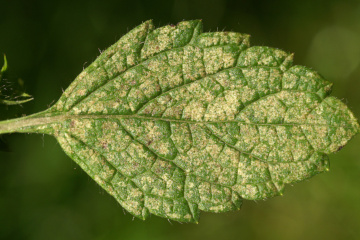 roztocz truskawkowiec